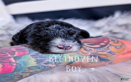 Mini Bernedoodle dogs for sale: Beethoven - Image 5