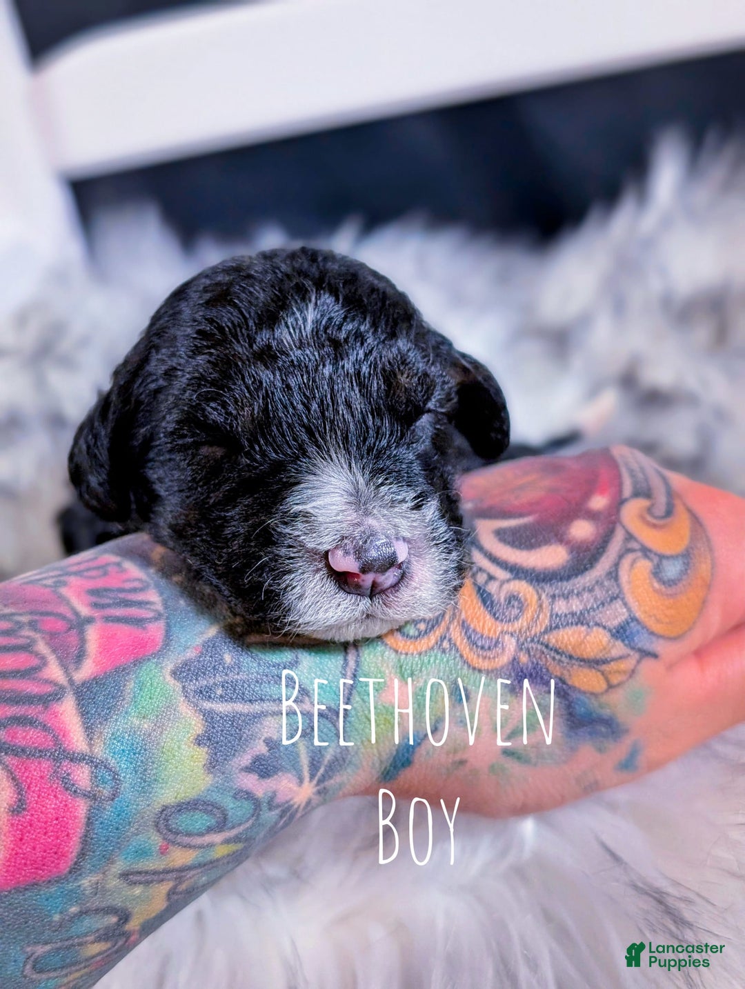 Mini Bernedoodle dogs for sale: Beethoven - Image 5