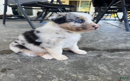 Australian Shepherd dogs for sale: Brown Collar - Image 3