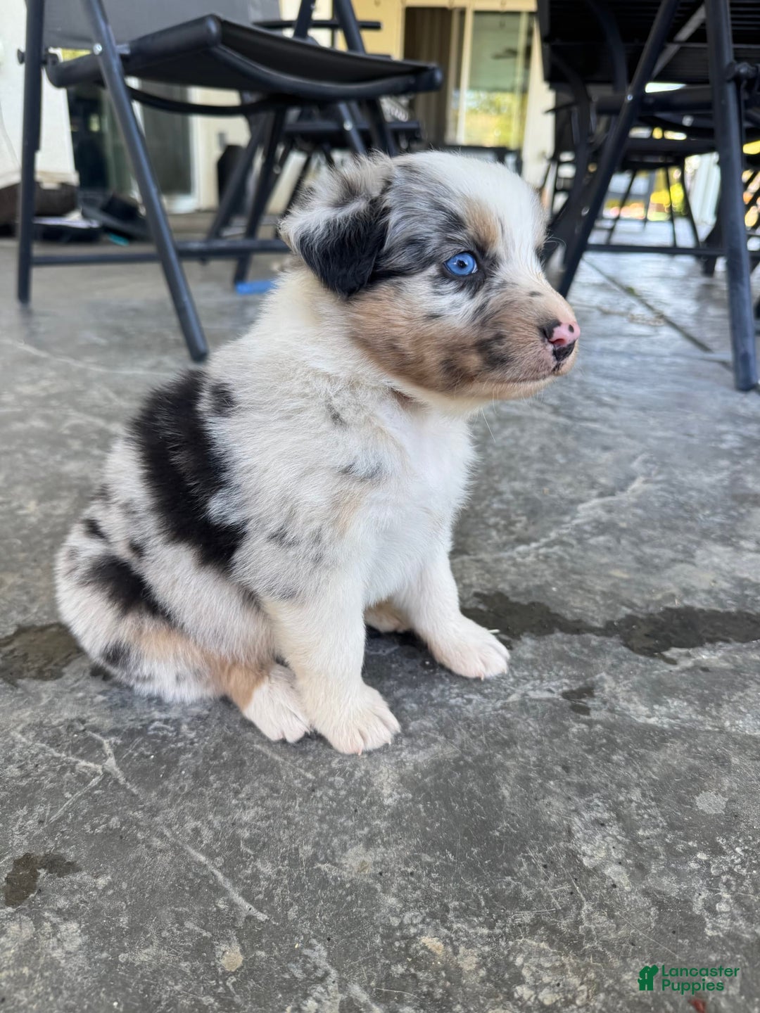 Australian Shepherd dogs for sale: Brown Collar - Image 3