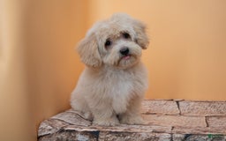 Maltipoo dogs for sale: Agustin - Image 5