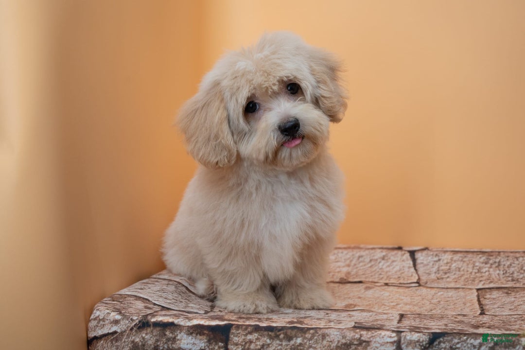 Maltipoo dogs for sale: Agustin - Image 5