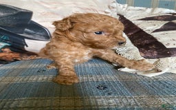 Mini Goldendoodle dogs for sale: Tootsie - Image 4