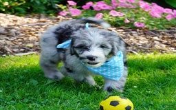 Sheepadoodle dogs for sale: Murphy - Image 4