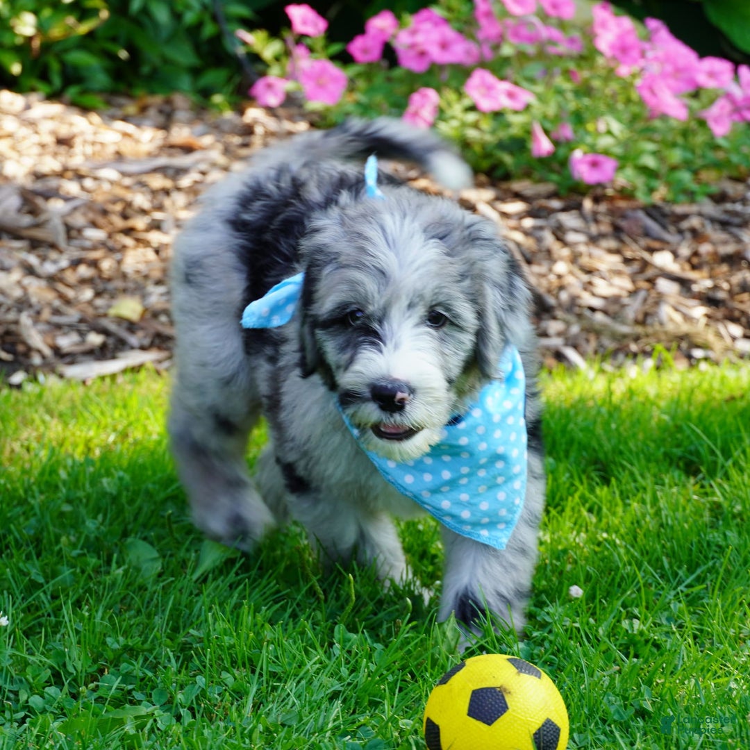 Sheepadoodle dogs for sale: Murphy - Image 4