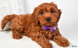 Cavapoo dogs for sale: Viola - Image 9