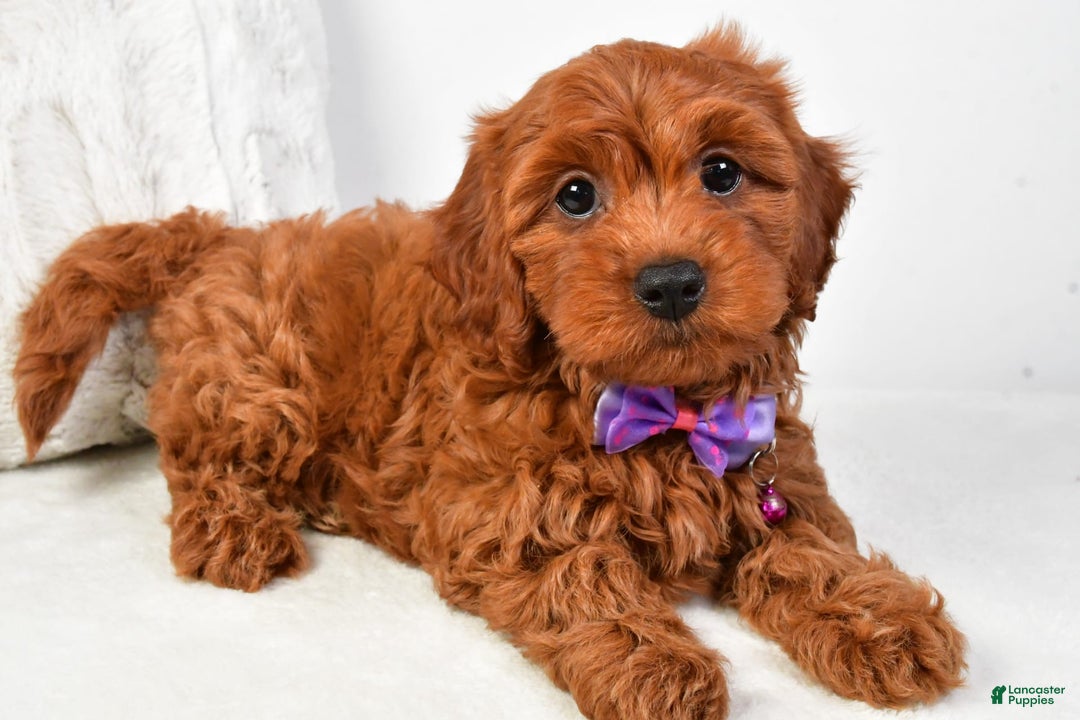 Cavapoo dogs for sale: Viola - Image 9