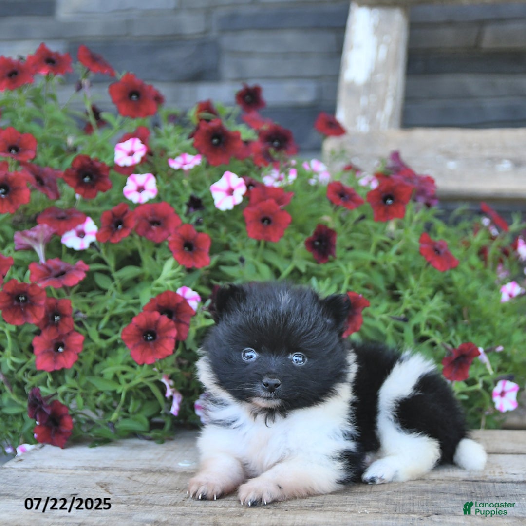 Pomeranian dogs for sale: Chief - Image 4