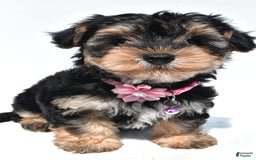 Morkie dogs for sale: Monica - Image 7