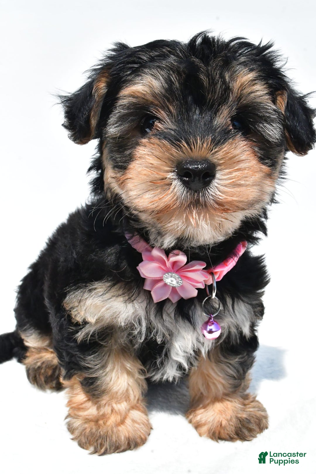 Morkie dogs for sale: Monica - Image 7