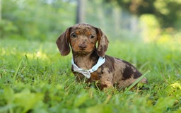 Miniature Dachshund dogs for sale: Miniature Dachshund 2 puppies - Image 4