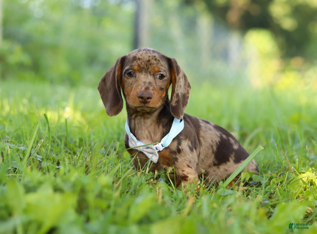 Miniature Dachshund dogs for sale: Miniature Dachshund 2 puppies - Image 4
