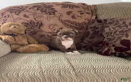 Boston Terrier dogs for sale: Harris - Image 1