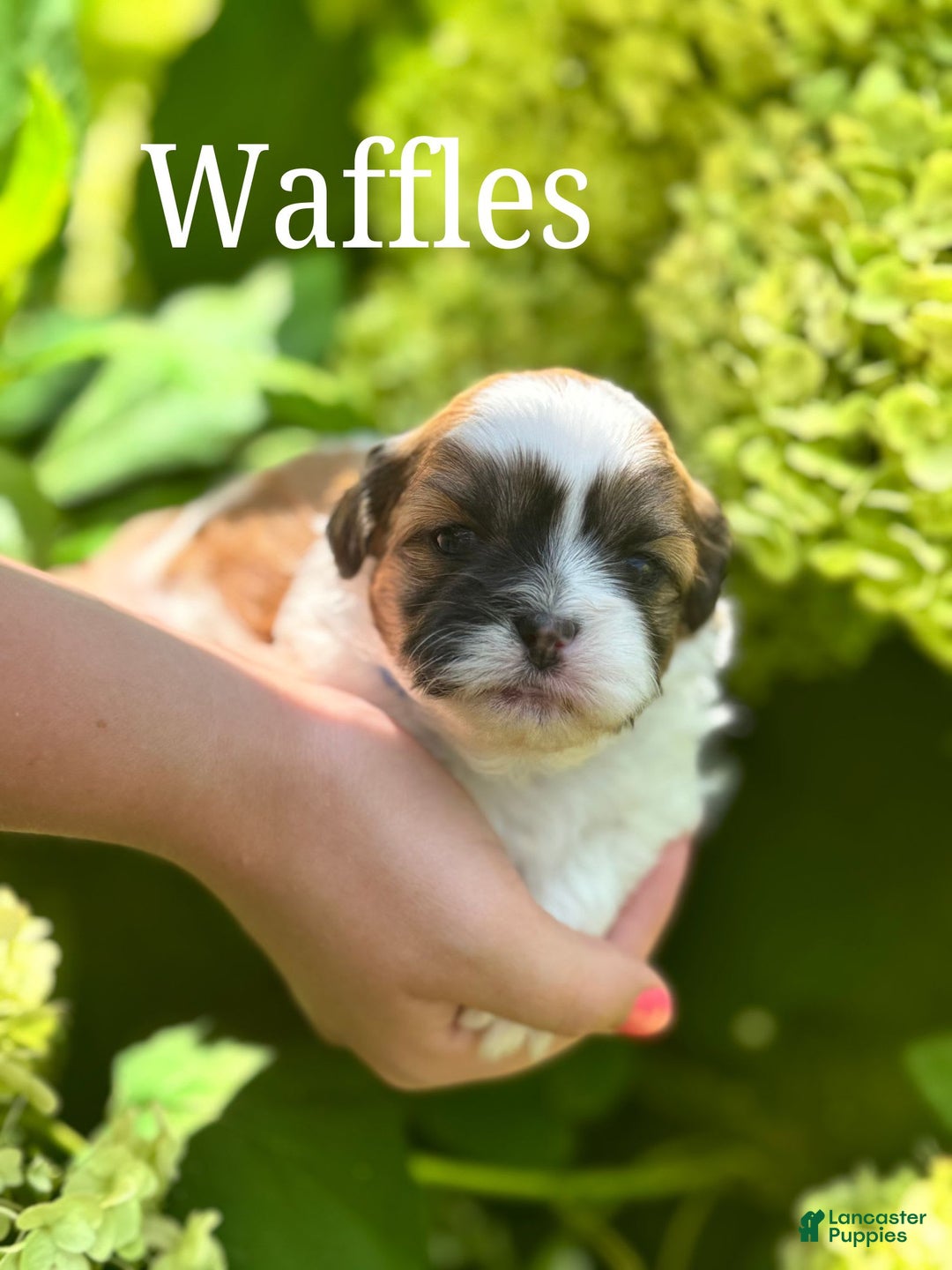 Teddy Bear dogs for sale: Waffles - Image 1