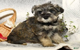 Miniature Schnauzer dogs for sale: Rover - Image 9