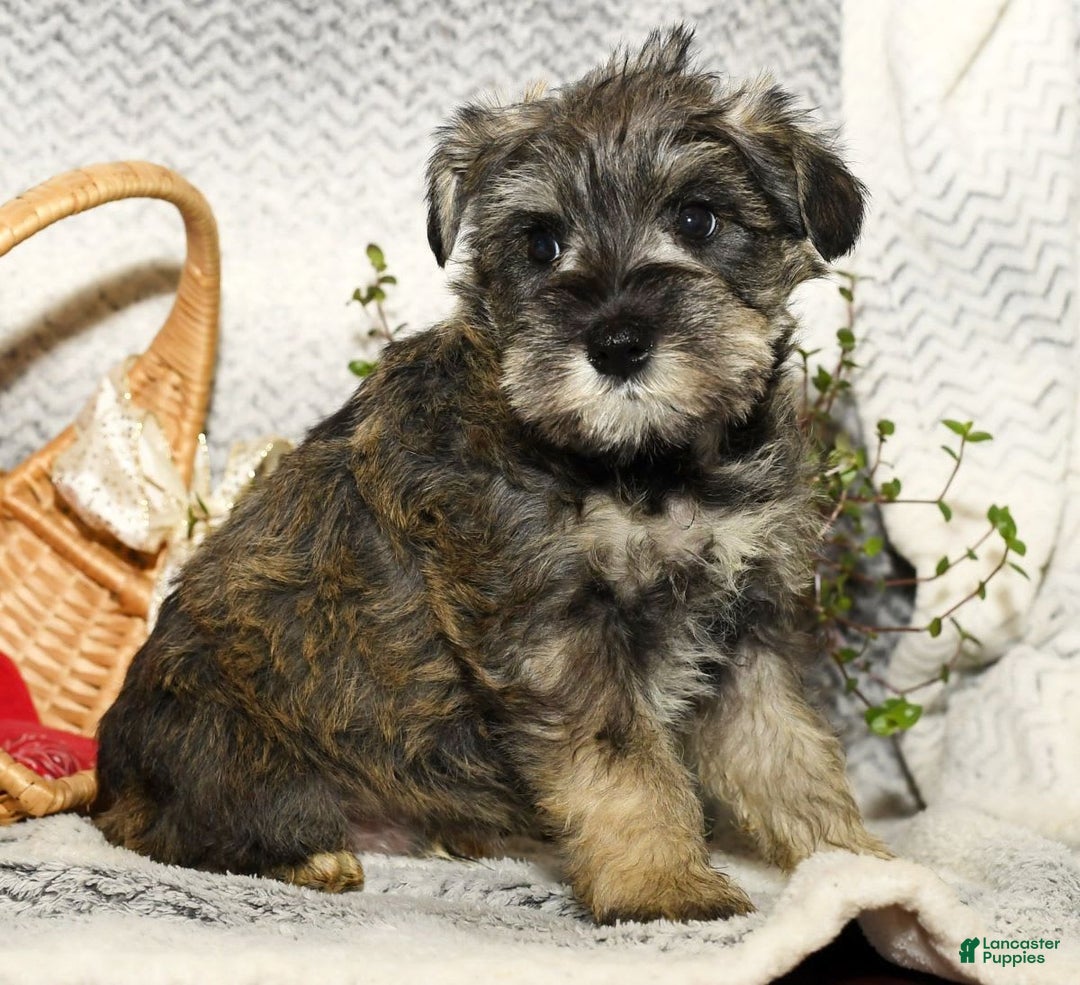 Miniature Schnauzer dogs for sale: Rover - Image 9