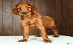 Irish Setter dogs for sale: Maverick - Image 6