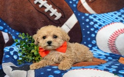 Miniature Poodle dogs for sale: Fabian - Image 2