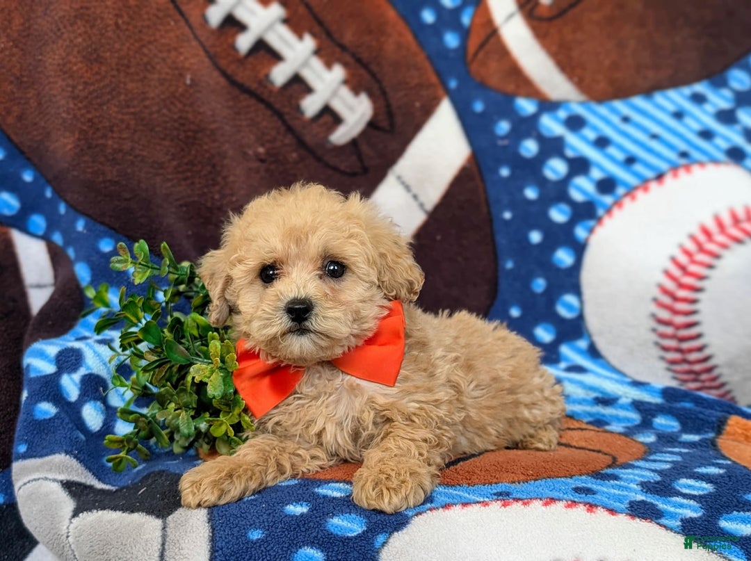 Miniature Poodle dogs for sale: Fabian - Image 2
