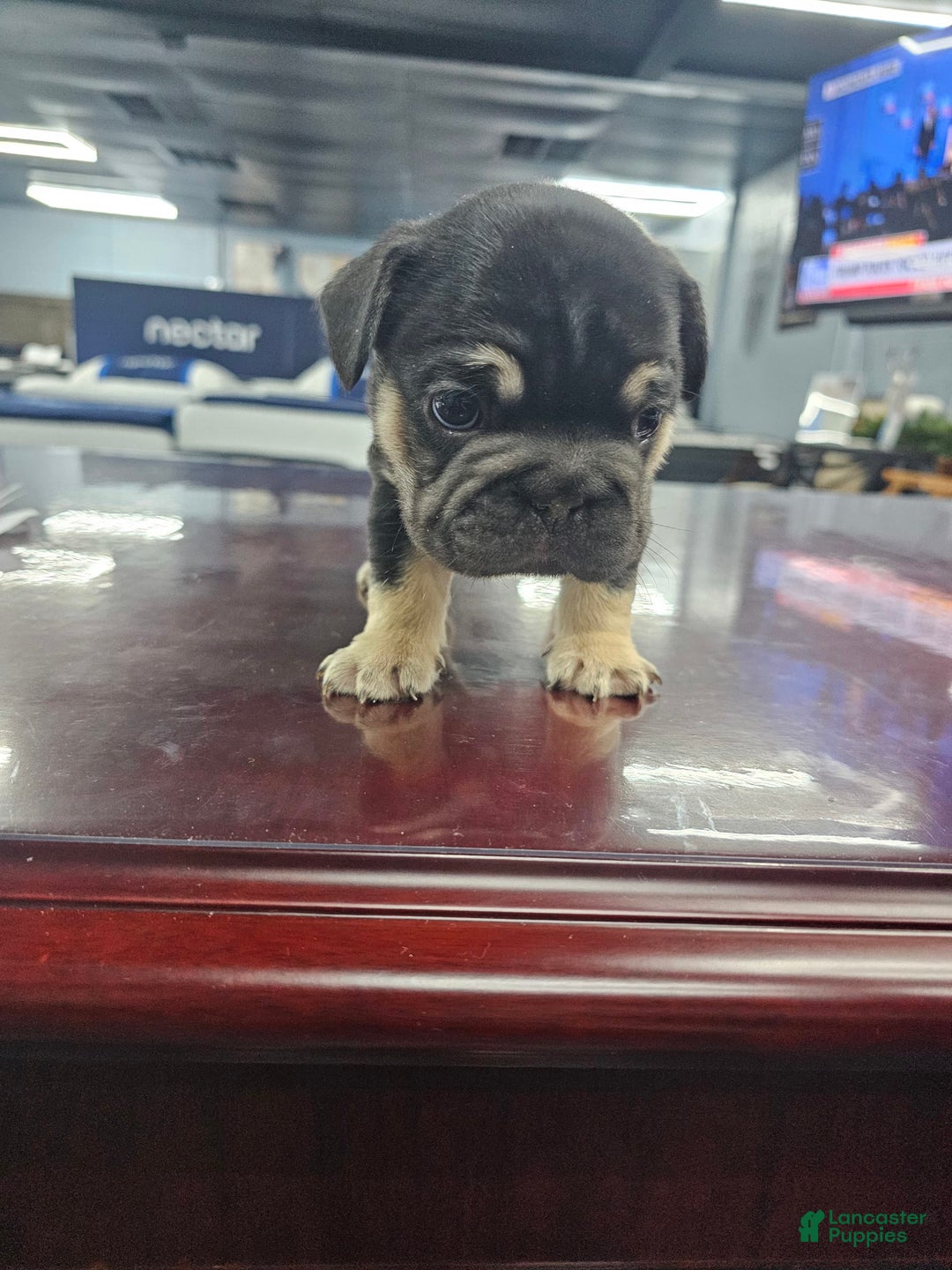 French Bulldog dogs for sale: Stevie - Image 1