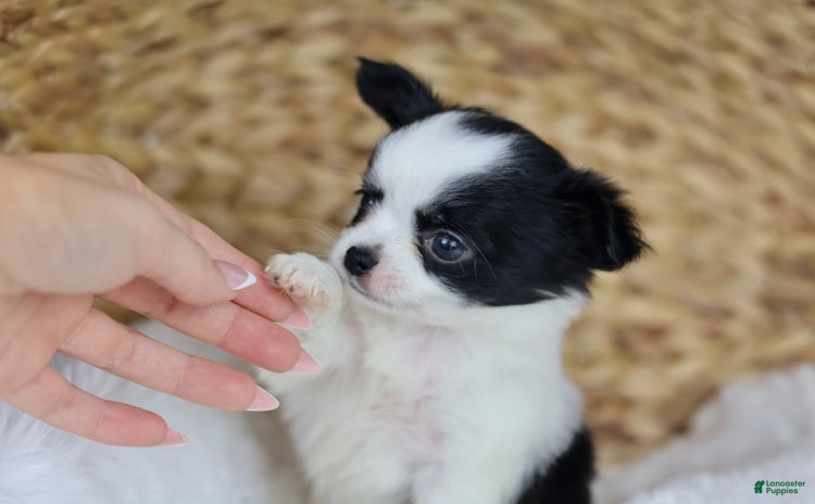 Chihuahua dogs for sale - Ad 4