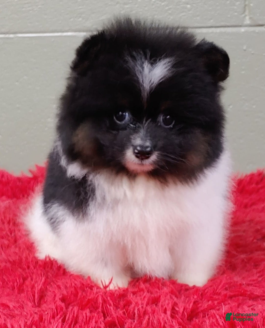Pomeranian dogs for sale: Flip - Image 2
