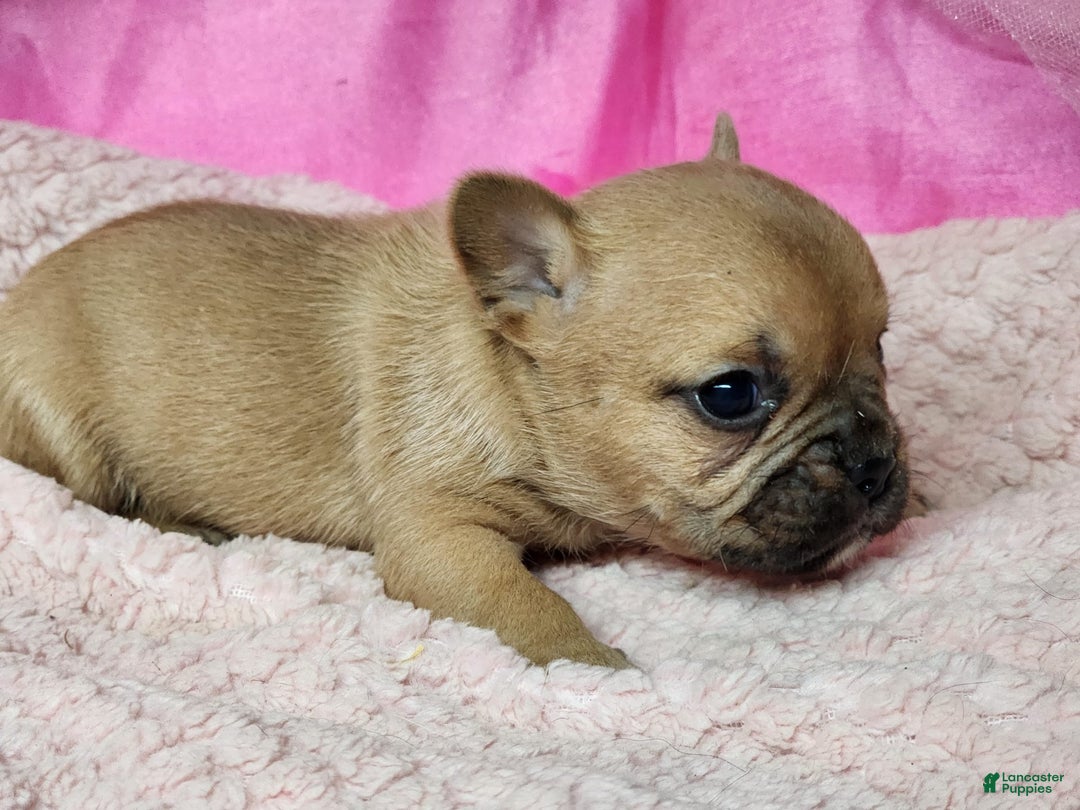 French Bulldog dogs for sale: Bambi - Image 4