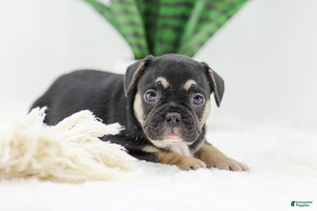 French Bulldog dogs for sale: Huck - Image 2