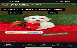 Toy Poodle dogs for sale: Bola De Nieve - Image 2