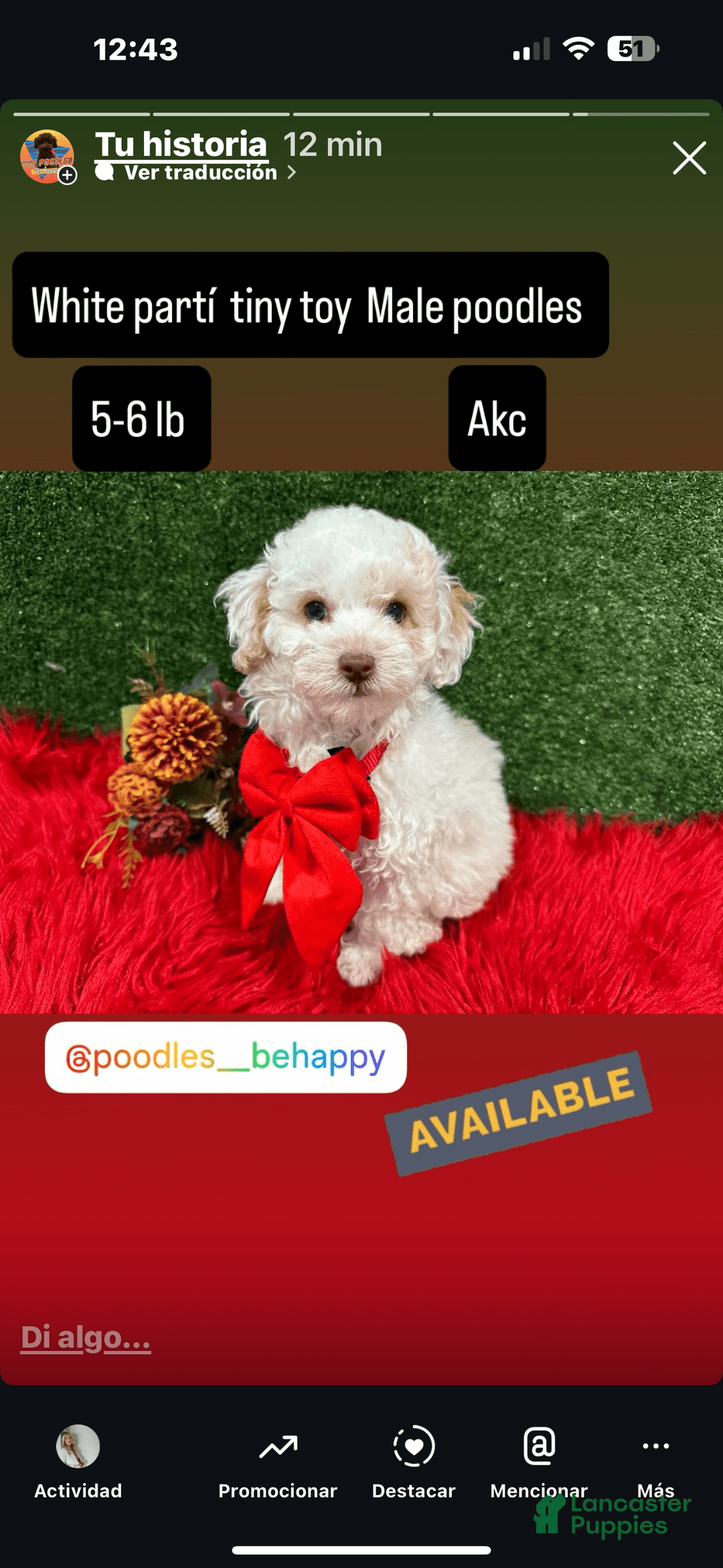 Toy Poodle dogs for sale: Bola De Nieve - Image 2