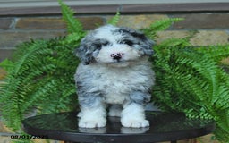 Mini Aussiedoodle dogs for sale: Cody - Image 5