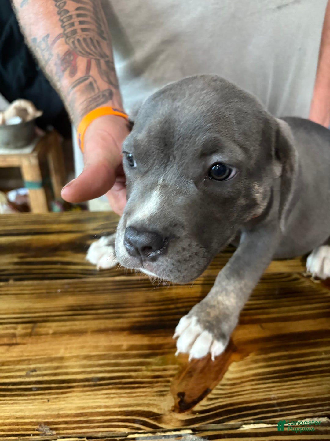 Cane Corso dogs for sale: Diana - Image 2