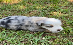 Australian Shepherd dogs for sale: Pearl Hart - Image 5