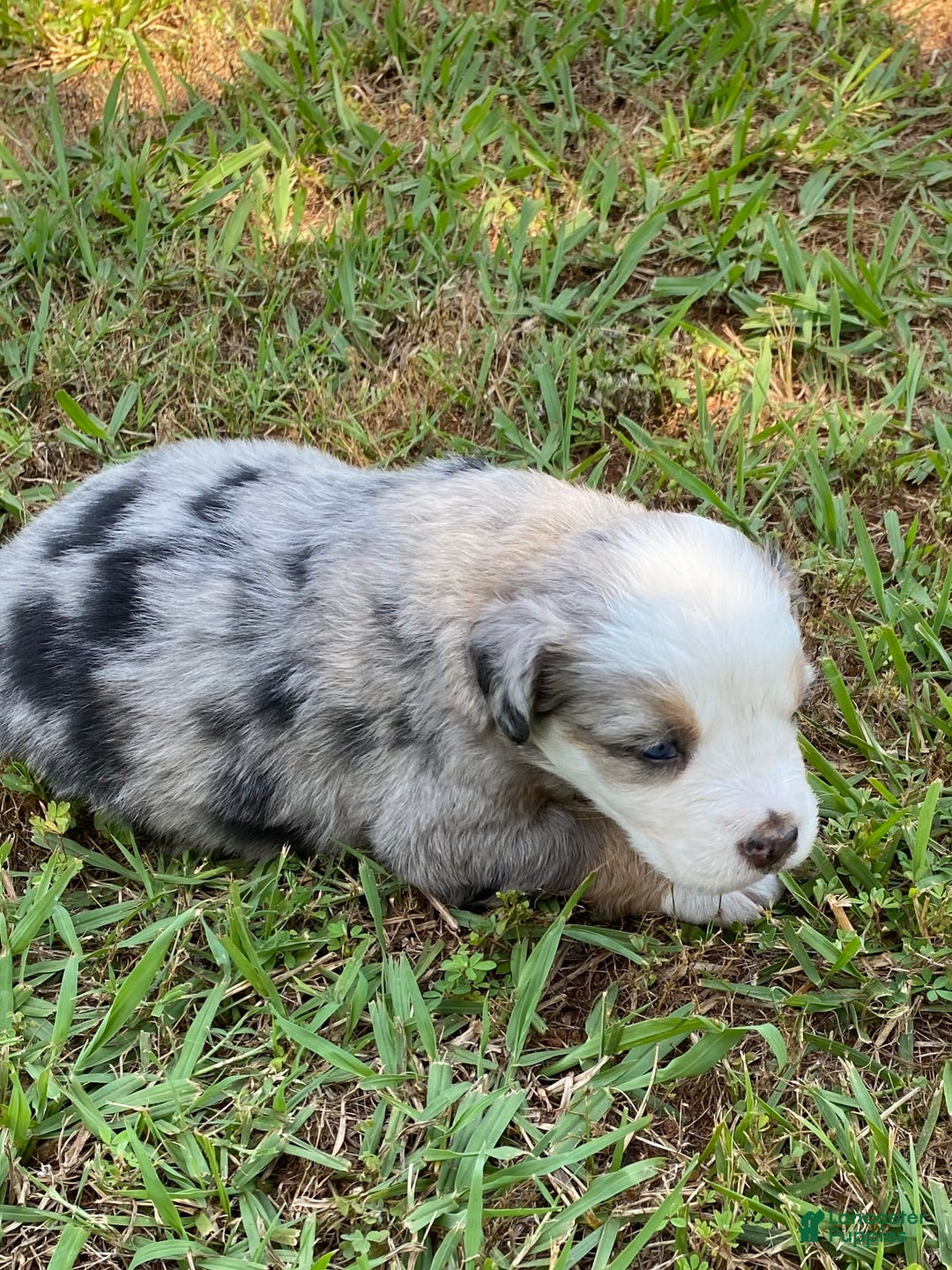 Australian Shepherd dogs for sale: Pearl Hart - Image 5