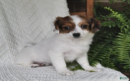 Havanese dogs for sale: Bessy - Image 5