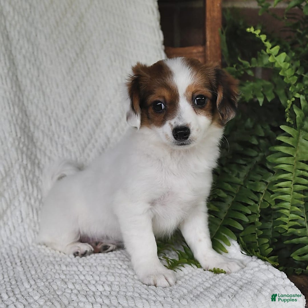 Havanese dogs for sale: Bessy - Image 5