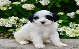 Portuguese Water Dog dogs for sale: Portuguese Water Dog 5 puppies - Image 3