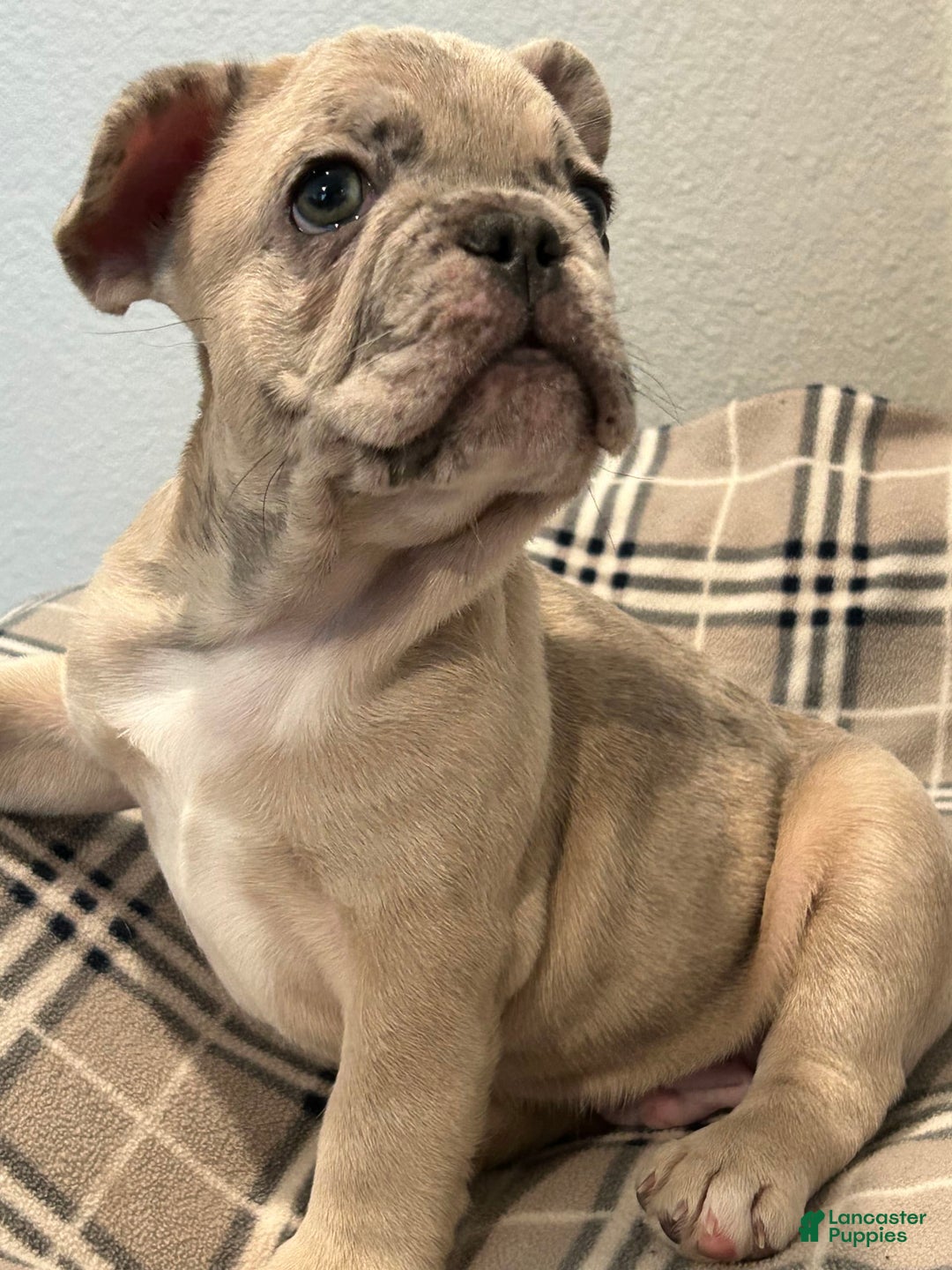 French Bulldog dogs for sale: Bear - Image 2