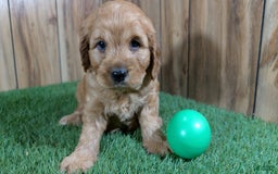 Cavapoo dogs for sale: Sprinkles Boy 1 - Image 11