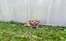 Bichpoo dogs for sale: Noah - Image 8