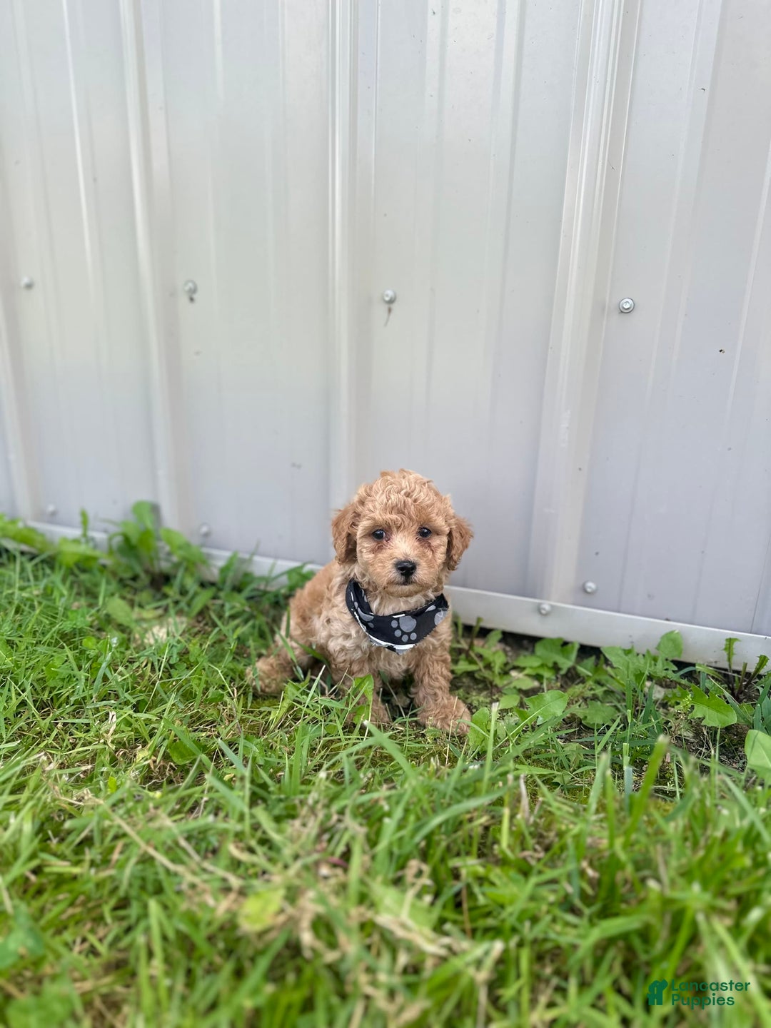Bichpoo dogs for sale: Noah - Image 8