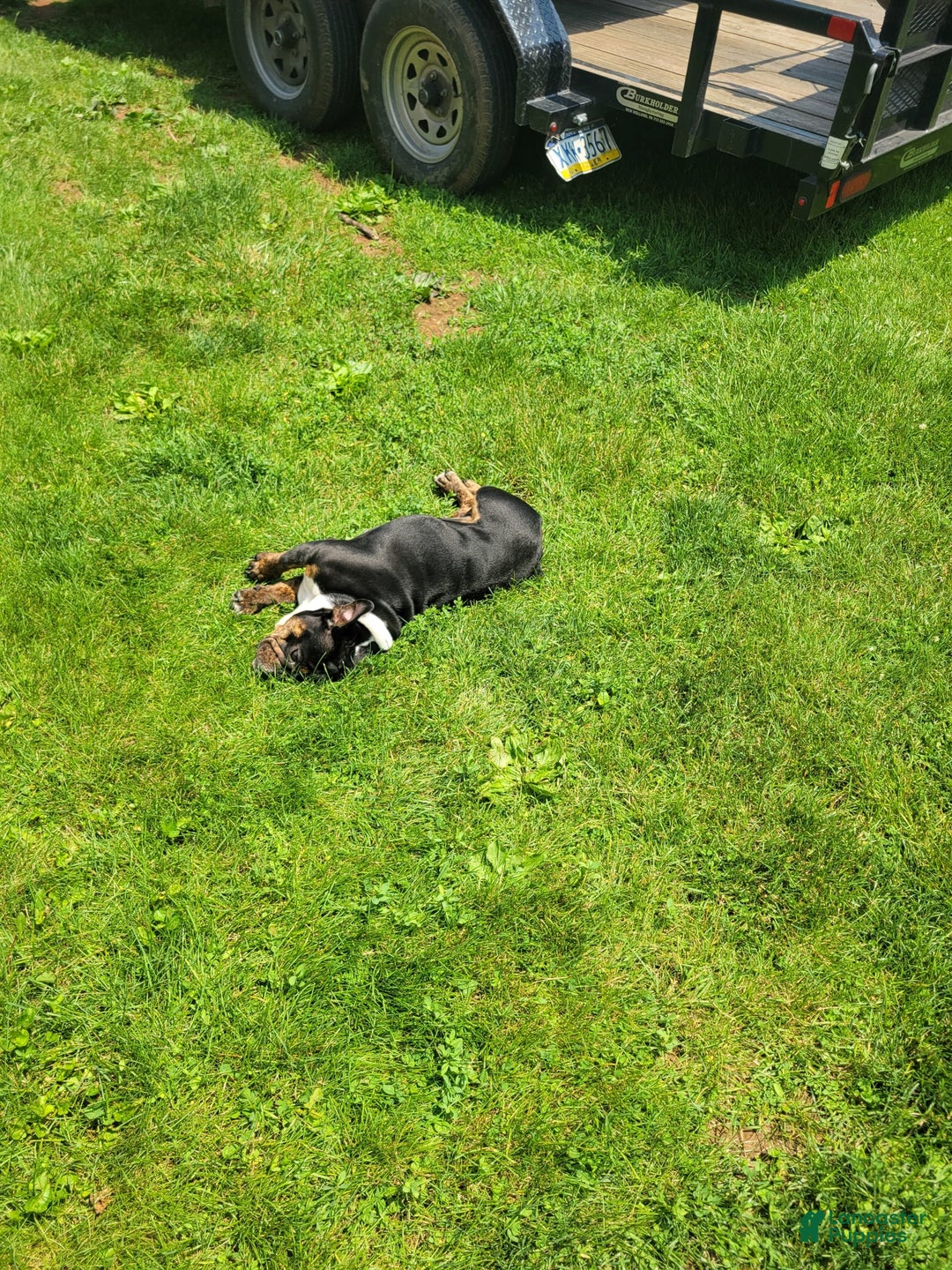 English Bulldog dogs for sale: Kelsey - Image 1