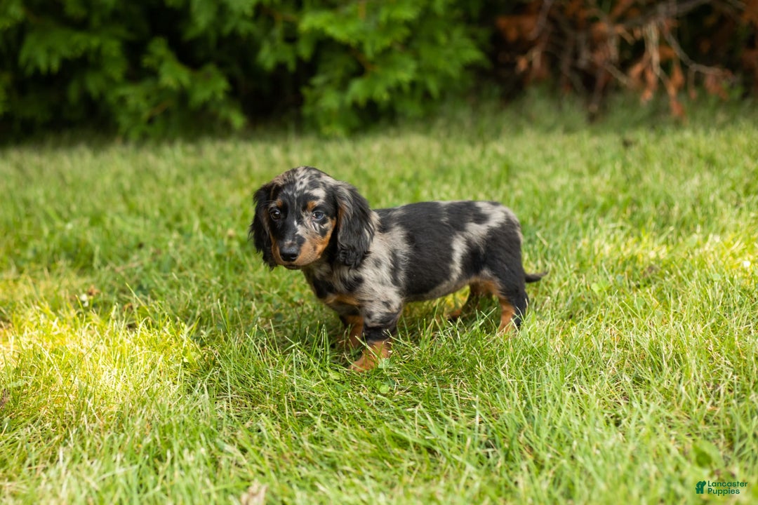 Miniature Dachshund dogs for sale: Miniature Dachshund 5 puppies - Image 6