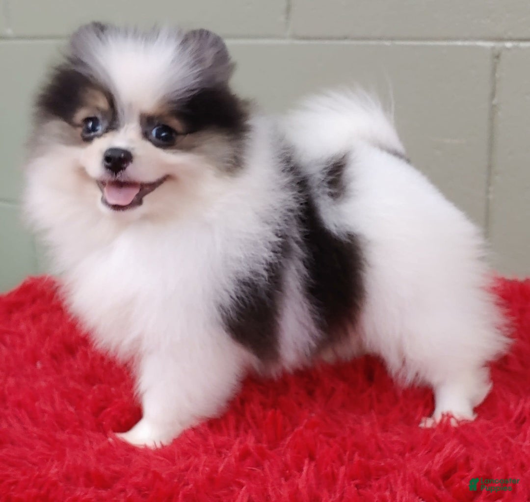 Pomeranian dogs for sale: Topper - Image 15