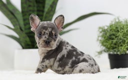 French Bulldog dogs for sale: French Bulldog 5 puppies - Image 8
