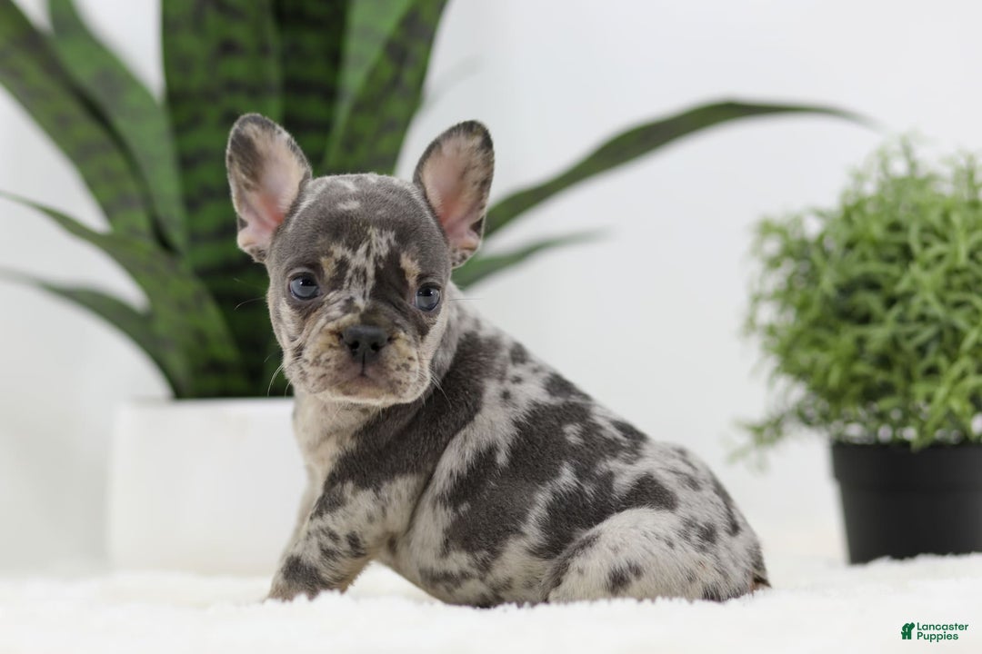 French Bulldog dogs for sale: French Bulldog 5 puppies - Image 8