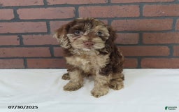 Cockapoo dogs for sale: Teddy Bear - Image 1