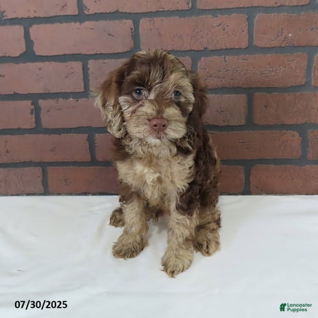 Cockapoo dogs for sale - Ad 2