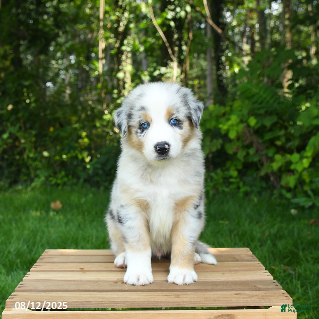 Australian Shepherd dogs for sale: Arthur - Image 5