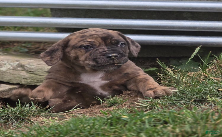 Cane Corso dogs for sale - Ad 4